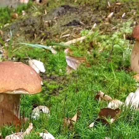 בית נופש Brzozowisko - Z Balia Na Kaszubach *