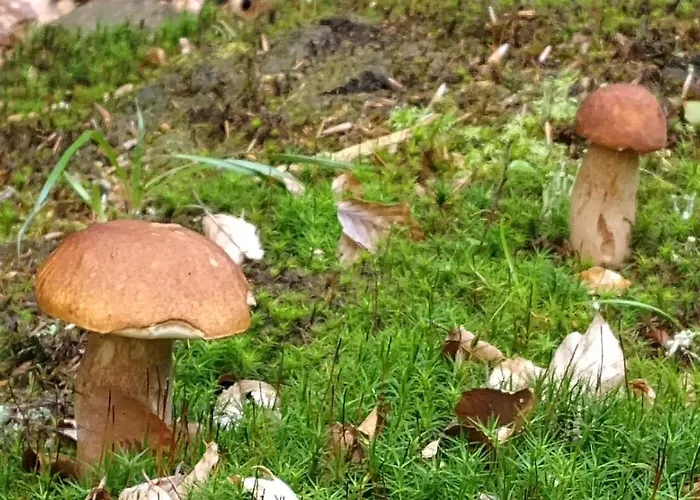 Semesterbostad Brzozowisko - Z Balia Na Kaszubach *